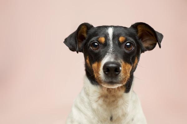 Retrato de un perro pequeño mirando a la cámara sobre un fondo durazno suave
