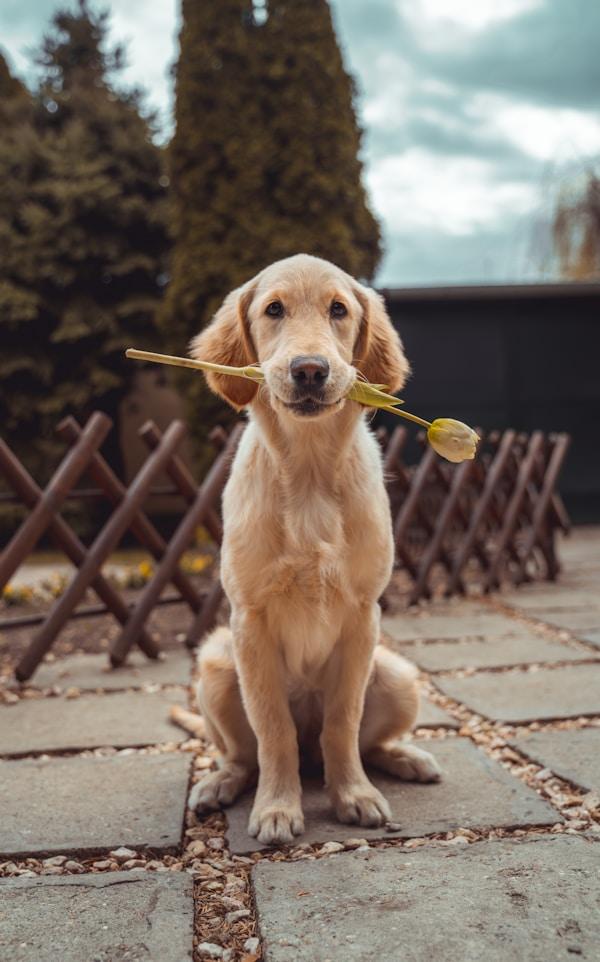 Un perro sosteniendo una flor en el hocico, con la mirada tranquila
